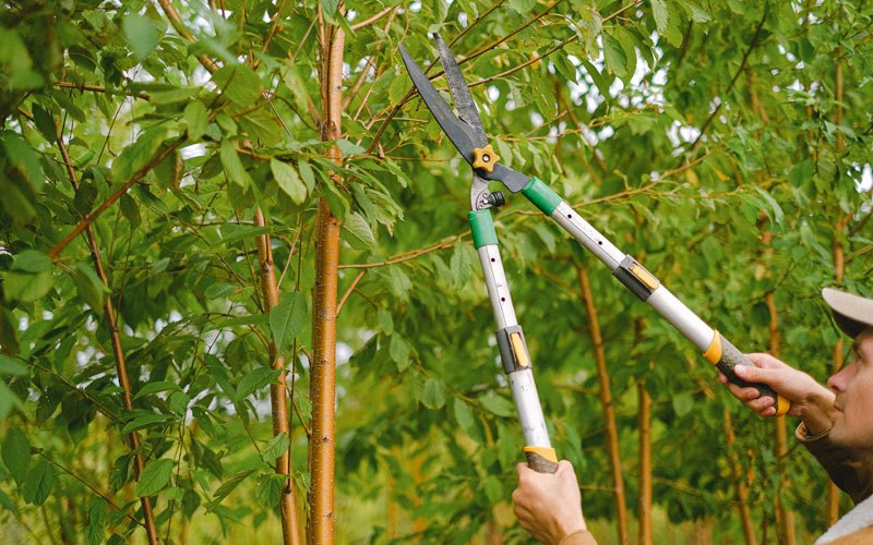 Tree trimming in Sandy, UT
